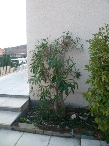 jardin,aménagement,bordures,plantes,désherbage,mauvaises herbes,loisirs,fleurs