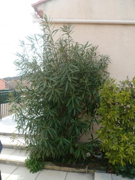 jardin,aménagement,bordures,plantes,désherbage,mauvaises herbes,loisirs,fleurs