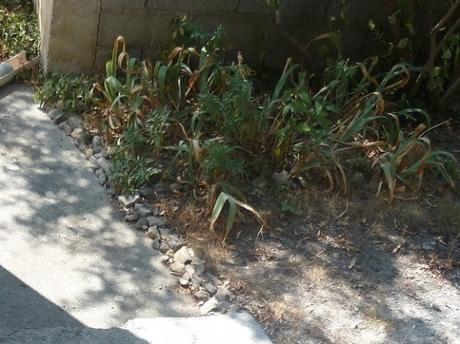 jardin,aménagement,bordures,plantes,désherbage,mauvaises herbes,loisirs,fleurs