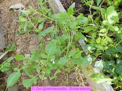 Courge-réceptacle pour accueillir des blettes et des pois cassés (Vegan)
