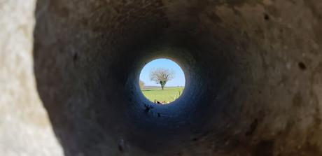 J'ai pris un arbre dans mes bras