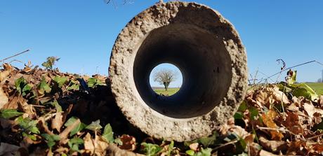 J'ai pris un arbre dans mes bras