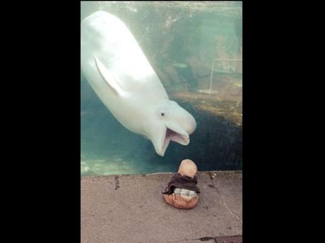 Divers - de belles images - 2