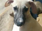A.Manolito galguito mois sable adopter association chiens galgos
