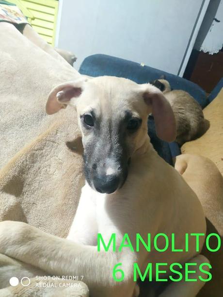 A.Manolito galguito de 6 mois sable a adopter a l association sos chiens galgos