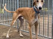 H.Rambo levrier galgo beige cool adopter association chiens galgos