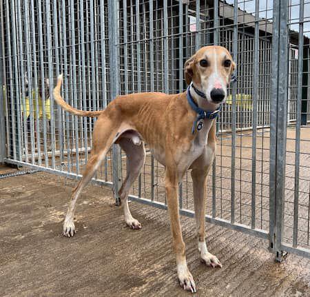 H.Rambo levrier galgo beige de 3 ans cool a adopter a l association sos chiens galgos