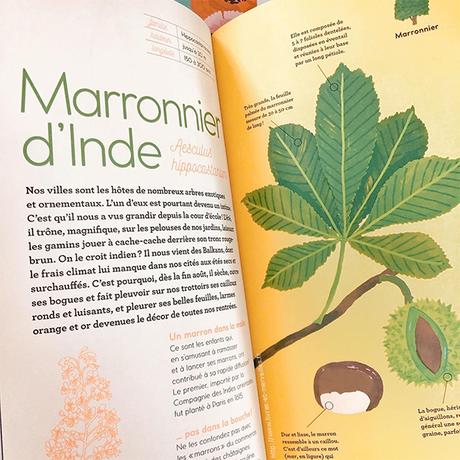 Albums documentaires jeunesse : Fleurs de saison & Arbres d'ici et d'ailleurs Albums documentaires jeunesse : Fleurs de saison & Arbres d'ici et d'ailleurs