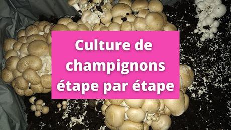 La culture des champignons de Paris en cave (vidéo)