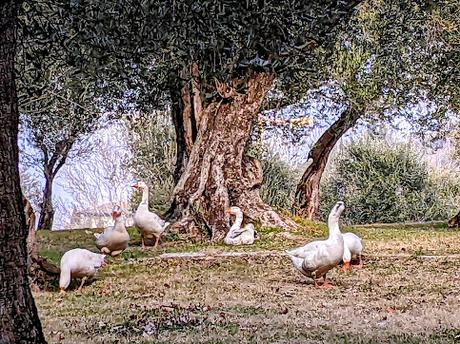 Garda & Punta San Vigilio — 25 pics