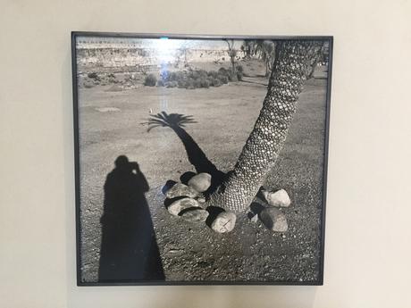 Fondation Cartier « Graciela Iturbide Heliotropo 37 »  12 Février au 29 Mai 2022.