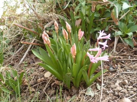 jardin,fleurs,jardinage,pots de fleurs,terre,anémones,jacinthes