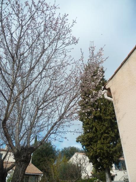 jardin,fleurs,jardinage,pots de fleurs,terre,anémones,jacinthes