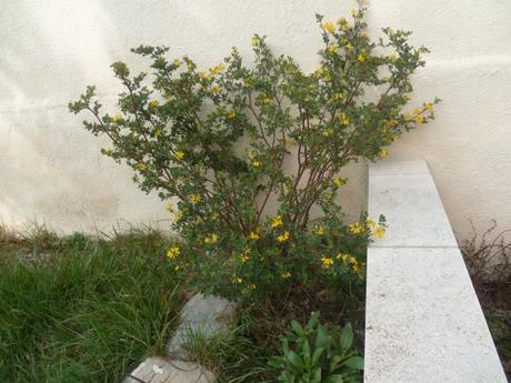 jardin,fleurs,jardinage,pots de fleurs,terre,anémones,jacinthes