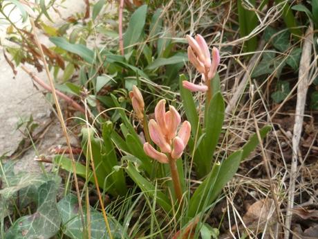jardin,fleurs,jardinage,pots de fleurs,terre,anémones,jacinthes