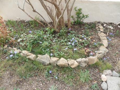 jardin,fleurs,jardinage,pots de fleurs,terre,anémones,jacinthes