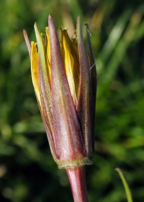 Salsifis des prés (Tragopogon pratensis)