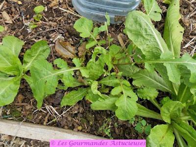 Salade de chou aux lentilles (Vegan)