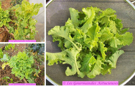 Salade de chou aux lentilles (Vegan)