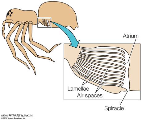 Poumons en livrets d'une araignée, Animal Physiology, 2016
