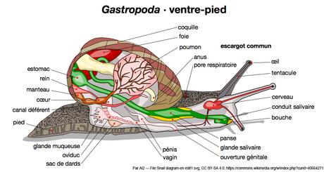 Anatomie d'un gastéropode terrestre