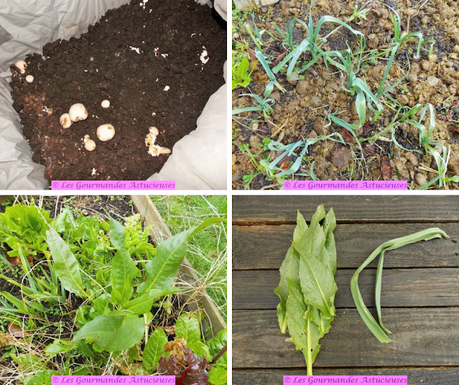 Poêlée de lentilles vertes aux radis noirs (Vegan) Poêlée de lentilles vertes aux radis noirs (Vegan)