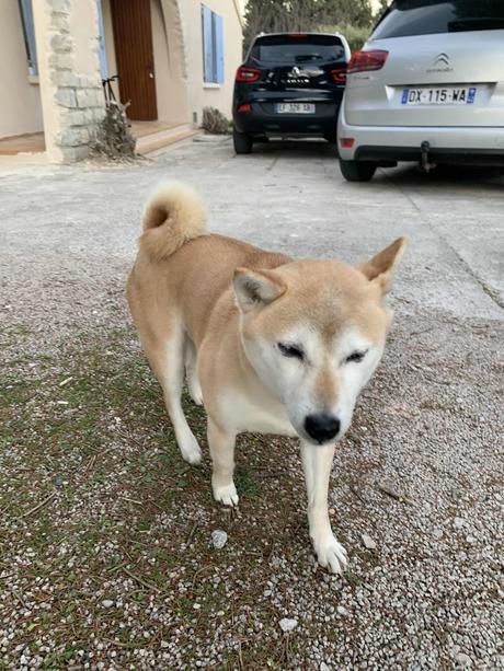 Portée disparue :( (Galia) Portée disparue :( (Galia)