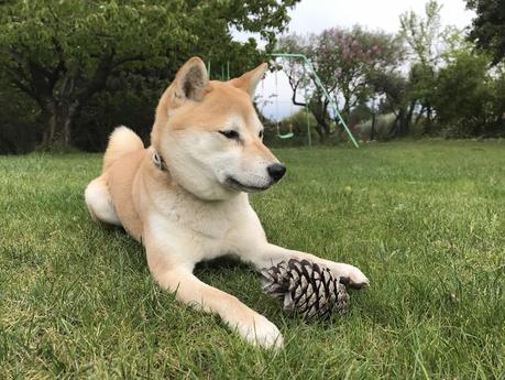 Portée disparue :( (Galia) Portée disparue :( (Galia)