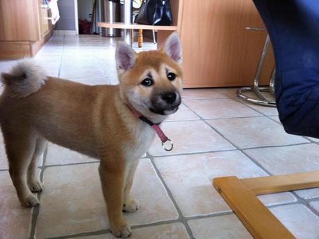 Portée disparue :( (Galia) Portée disparue :( (Galia)