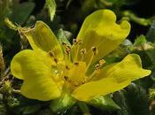 Potentille printanière (Potentilla verna)