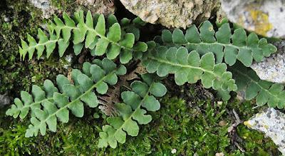 Cétérach officinale (Asplenium ceterach)