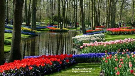 Fleurs et Plantes - Les plus beaux jardins du monde