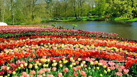 Fleurs et Plantes - Les plus beaux jardins du monde