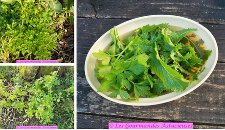 Tartinade verdoyante à la courge (Vegan) Tartinade verdoyante à la courge (Vegan)