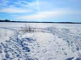 Salade de chou rouge, arachides et tofu, avec vinaigrette au tahini et citron