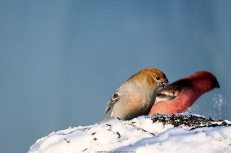 Durbec des sapins…