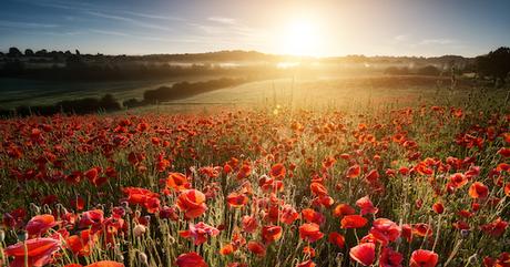 Marie a ramené du front tous les hommes sains et saufs !