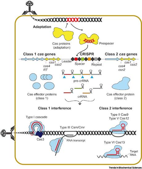 #trendsinbiochemicalsciences #souvernirs #adaptation #CRISPR Créer des souvenirs : mécanismes moléculaires de l'adaptation CRISPR