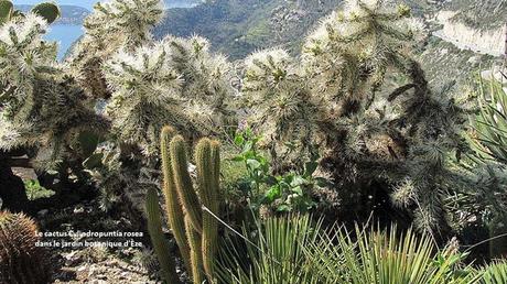 Fleurs et Plantes - Les plus beaux jardins du monde 2