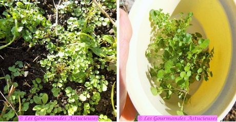 Gratin gourmand à la courge (Vegan et sans gluten) Gratin gourmand à la courge (Vegan et sans gluten)