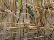 Répertorier oiseaux sauver leur habitat, mission Lionel Laurent