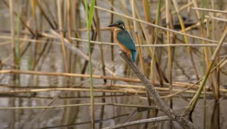 Répertorier les oiseaux et sauver leur habitat, la mission de Lionel et Laurent