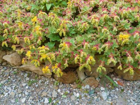 jardin,jardinage,loisirs,fleurs,plantes,plantes grasses,oeillets