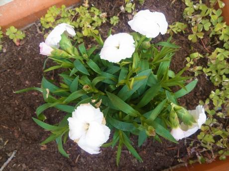 jardin,jardinage,loisirs,fleurs,plantes,plantes grasses,oeillets