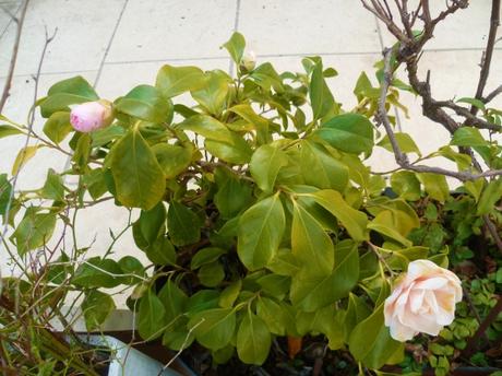 jardin,jardinage,loisirs,fleurs,plantes,plantes grasses,oeillets