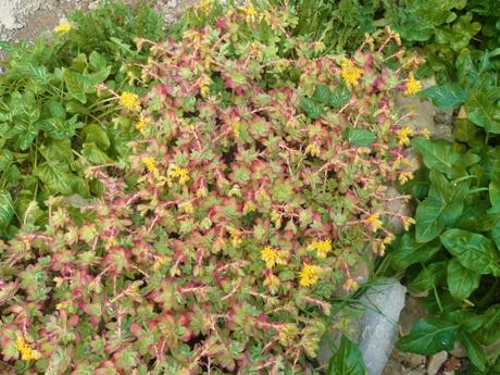 jardin,jardinage,loisirs,fleurs,plantes,plantes grasses,oeillets