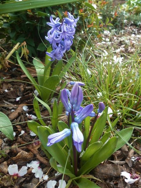 jardin,jardinage,loisirs,fleurs,plantes,plantes grasses,oeillets