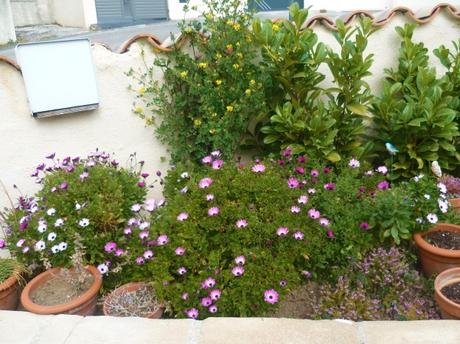 jardin,jardinage,loisirs,fleurs,plantes,plantes grasses,oeillets