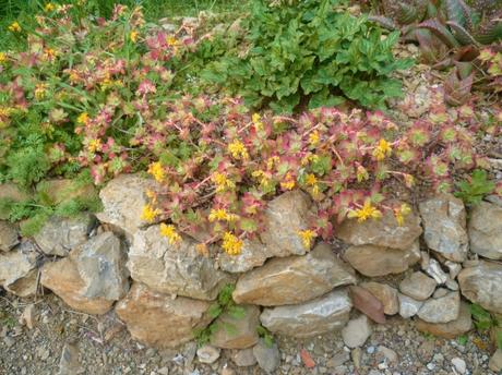 jardin,jardinage,loisirs,fleurs,plantes,plantes grasses,oeillets