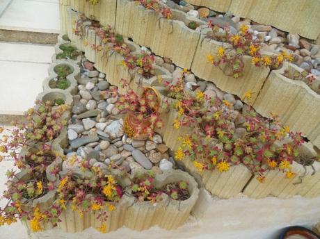 jardin,jardinage,loisirs,fleurs,plantes,plantes grasses,oeillets